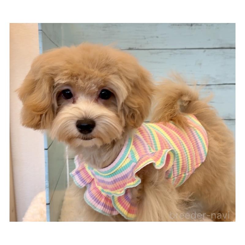 販売中の埼玉県のマルプー:マルチーズ×トイプードル-401820の20枚目