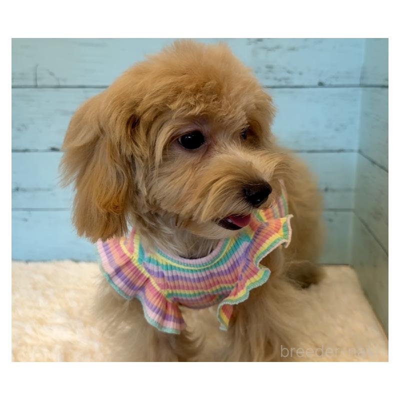 販売中の埼玉県のマルプー:マルチーズ×トイプードル-401820の19枚目