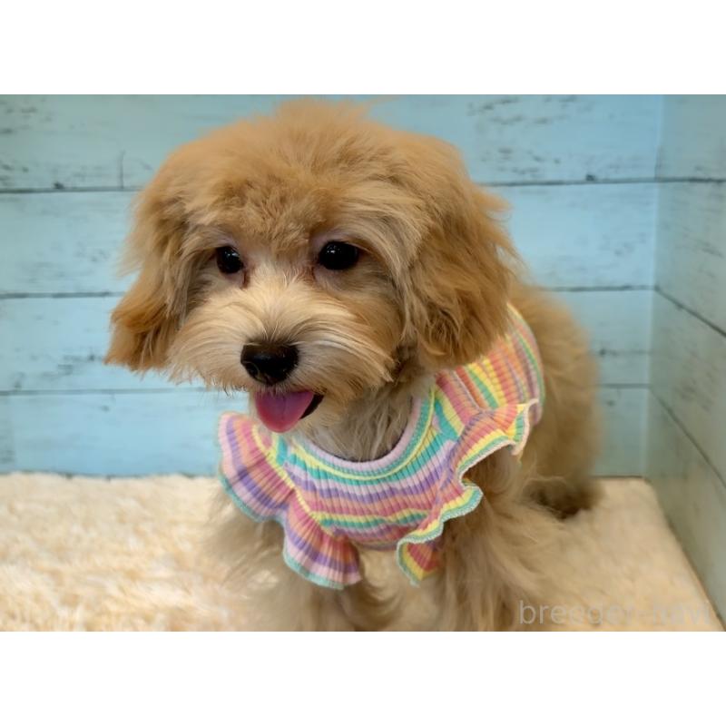 販売中の埼玉県のマルプー:マルチーズ×トイプードル-401820の18枚目