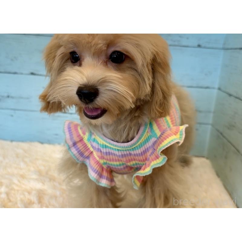 販売中の埼玉県のマルプー:マルチーズ×トイプードル-401820の17枚目