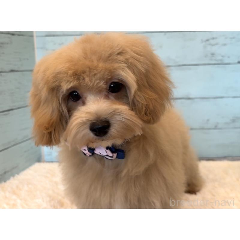 販売中の埼玉県のマルプー:マルチーズ×トイプードル-401820