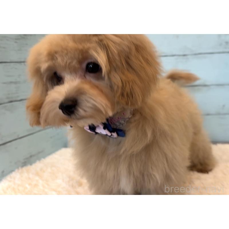 販売中の埼玉県のマルプー:マルチーズ×トイプードル-401820の16枚目