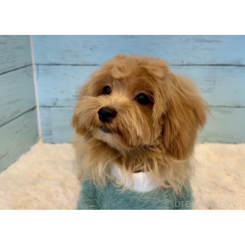 成約済の埼玉県のマルプー:マルチーズ×トイプードル-401821の18枚目