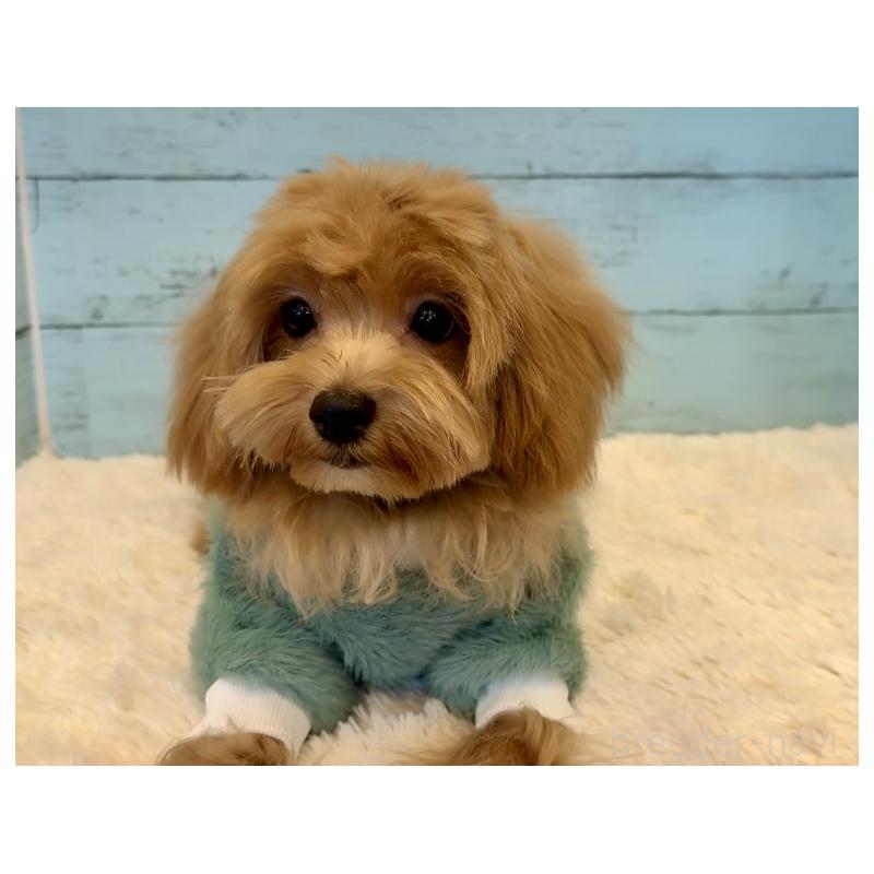 成約済の埼玉県のマルプー:マルチーズ×トイプードル-401821の17枚目