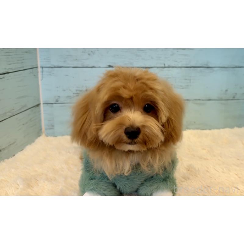 成約済の埼玉県のマルプー:マルチーズ×トイプードル-401821の16枚目