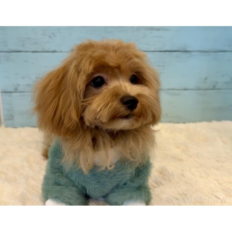 成約済の埼玉県のマルプー:マルチーズ×トイプードル-401821の15枚目