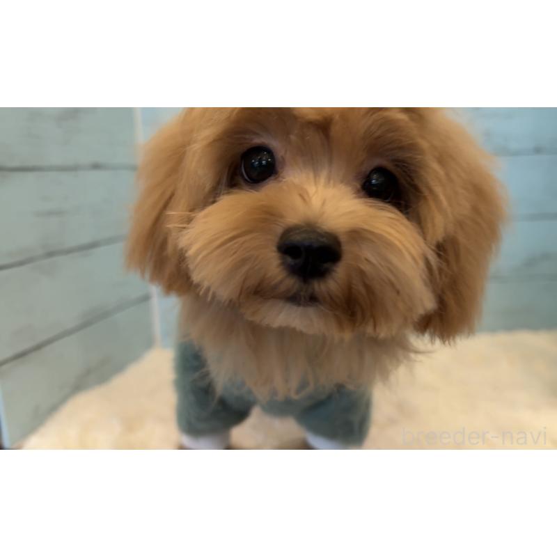 成約済の埼玉県のマルプー:マルチーズ×トイプードル-401821の14枚目