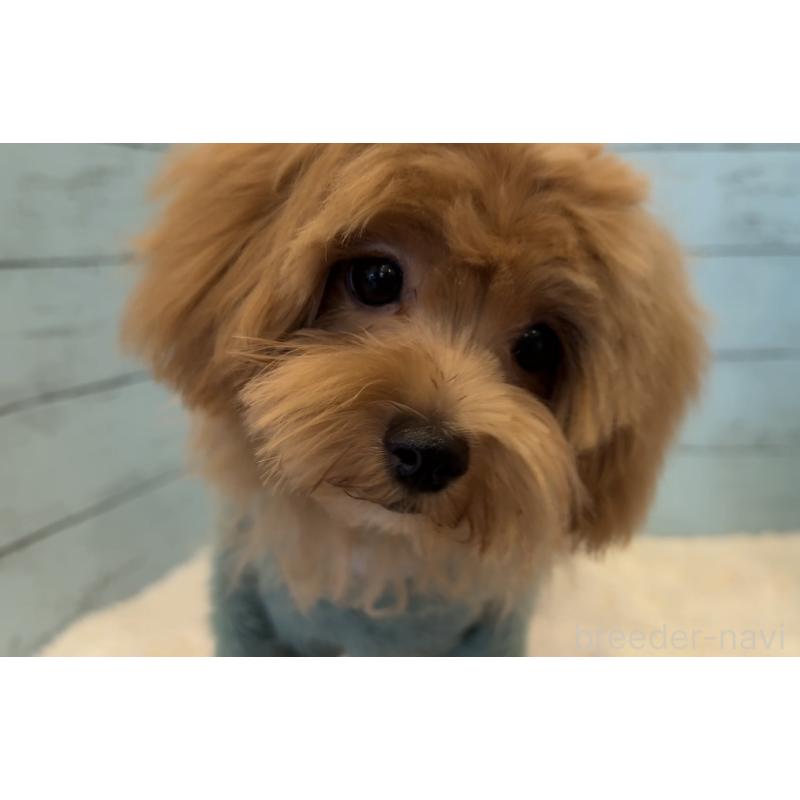 成約済の埼玉県のマルプー:マルチーズ×トイプードル-401821の13枚目