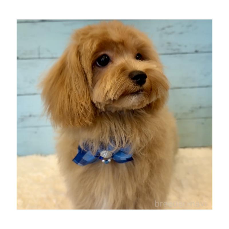 成約済の埼玉県のマルプー:マルチーズ×トイプードル-401821の12枚目