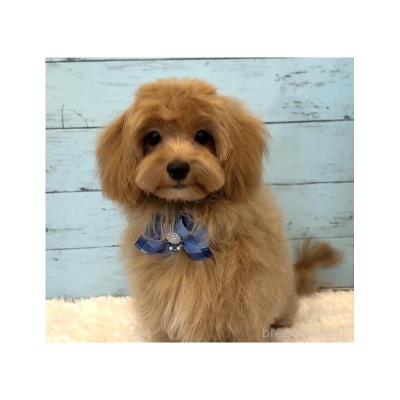 成約済の埼玉県のマルプー:マルチーズ×トイプードル-401821の11枚目