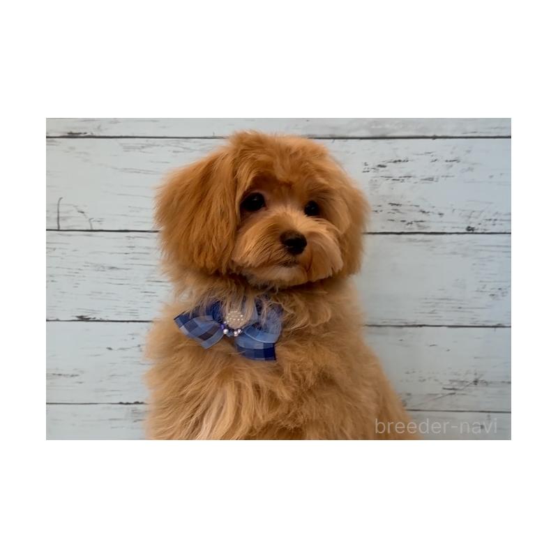 成約済の埼玉県のマルプー:マルチーズ×トイプードル-401821の9枚目