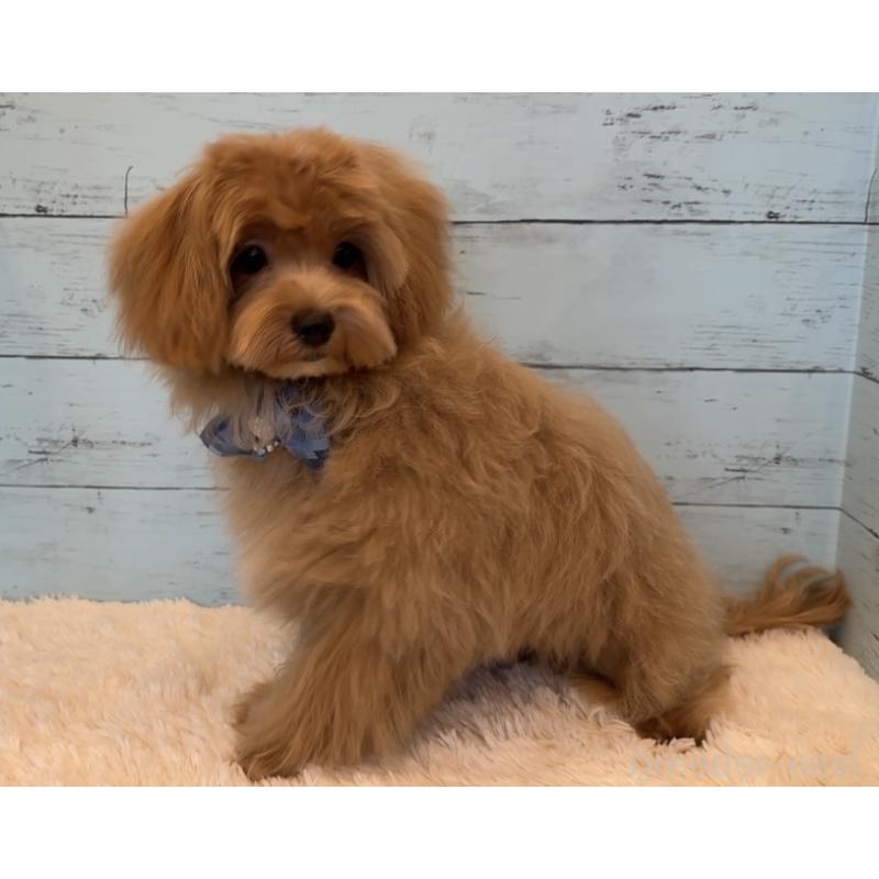 成約済の埼玉県のマルプー:マルチーズ×トイプードル-401821の8枚目