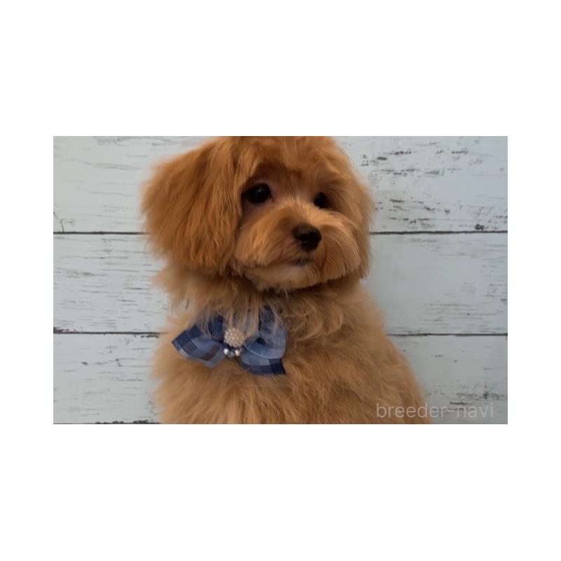 成約済の埼玉県のマルプー:マルチーズ×トイプードル-401821の7枚目