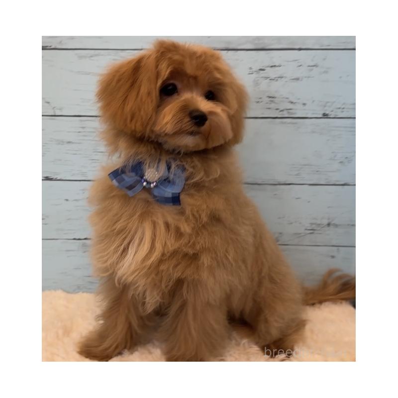 成約済の埼玉県のマルプー:マルチーズ×トイプードル-401821の6枚目