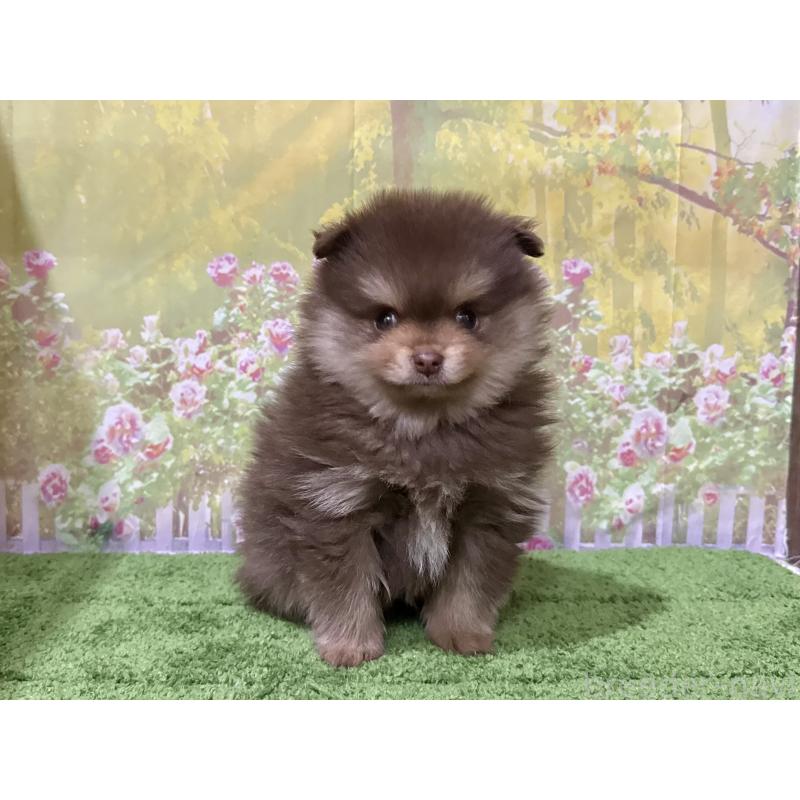 販売中の埼玉県のポメラニアン-423416の5枚目