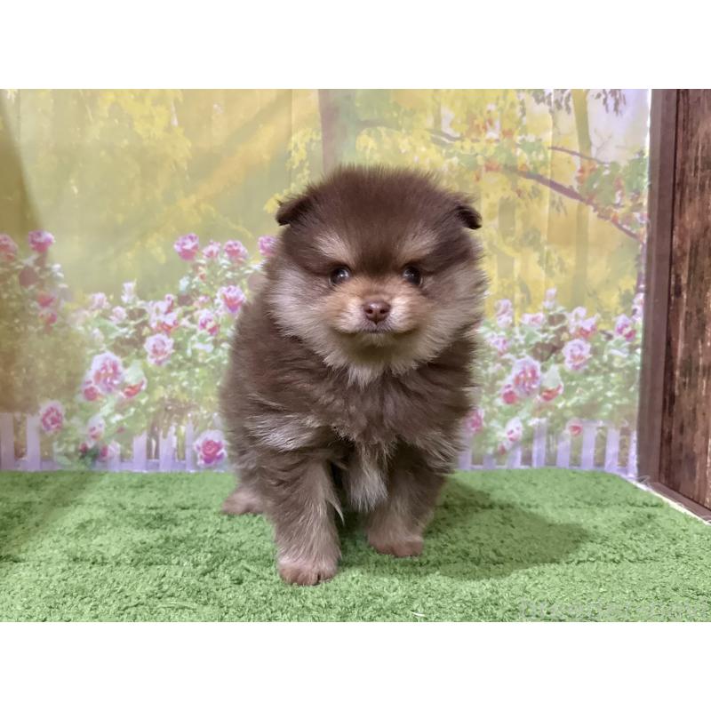 販売中の埼玉県のポメラニアン-423416の4枚目