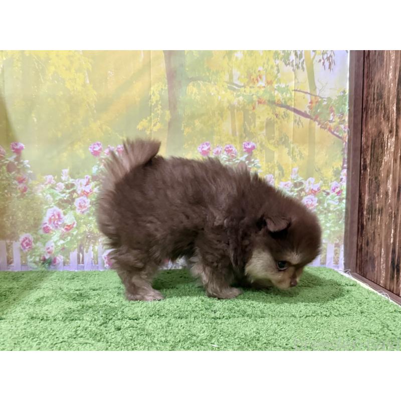 販売中の埼玉県のポメラニアン-423416の3枚目