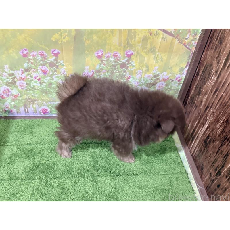 販売中の埼玉県のポメラニアン-423416の2枚目