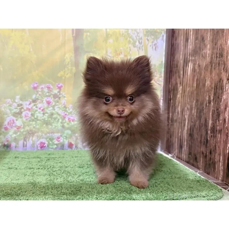 販売中の埼玉県のポメラニアン-423417の5枚目