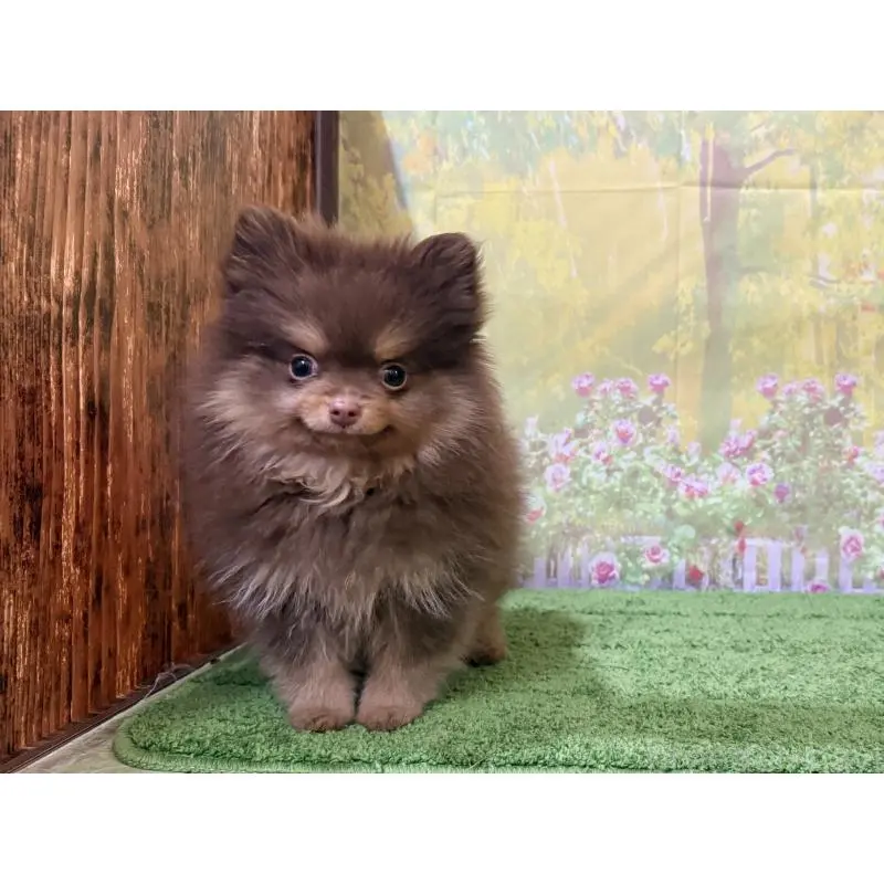 販売中の埼玉県のポメラニアン-423417の4枚目