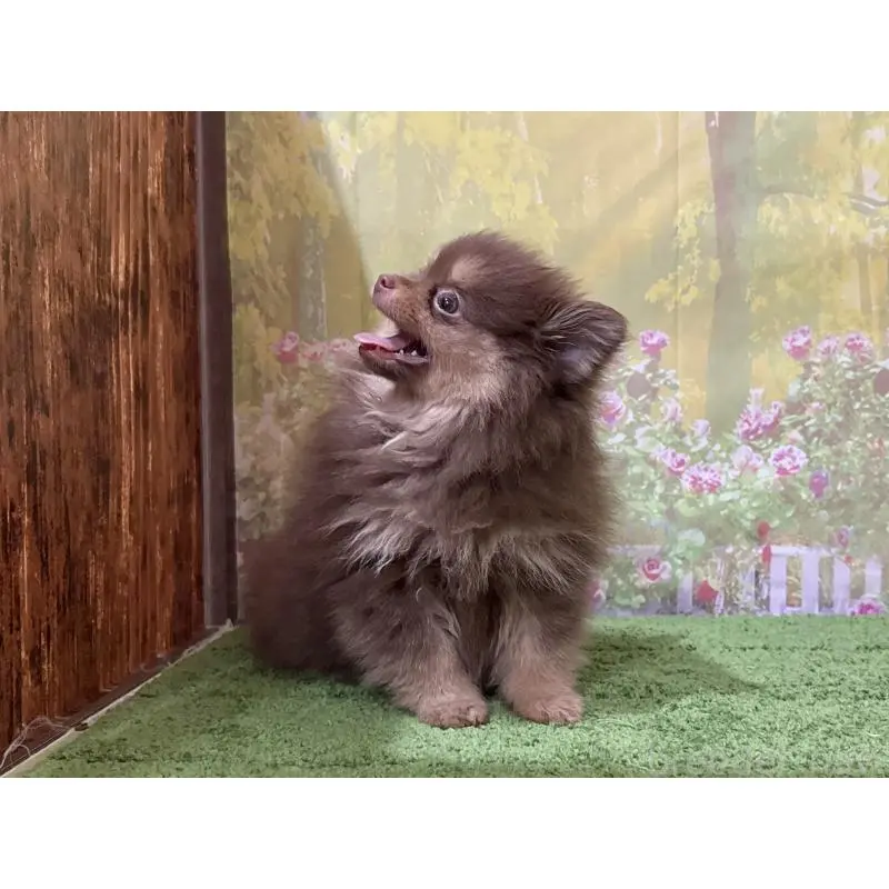 販売中の埼玉県のポメラニアン-423417の3枚目