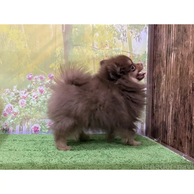 販売中の埼玉県のポメラニアン-423417の2枚目