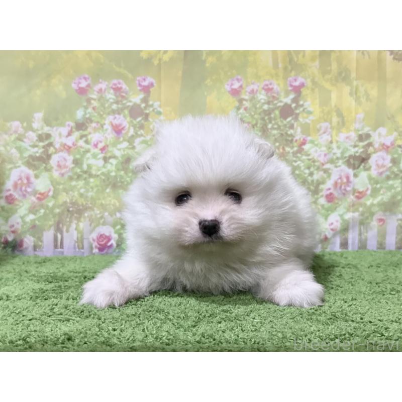 販売中の埼玉県のポメラニアン-423418の5枚目