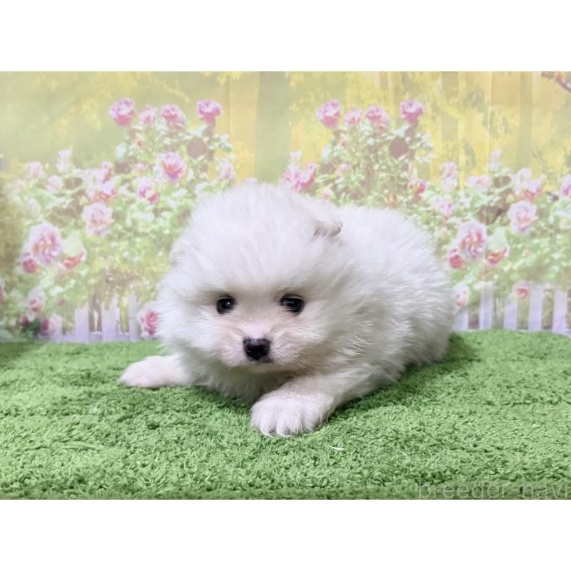 販売中の埼玉県のポメラニアン-423418の4枚目