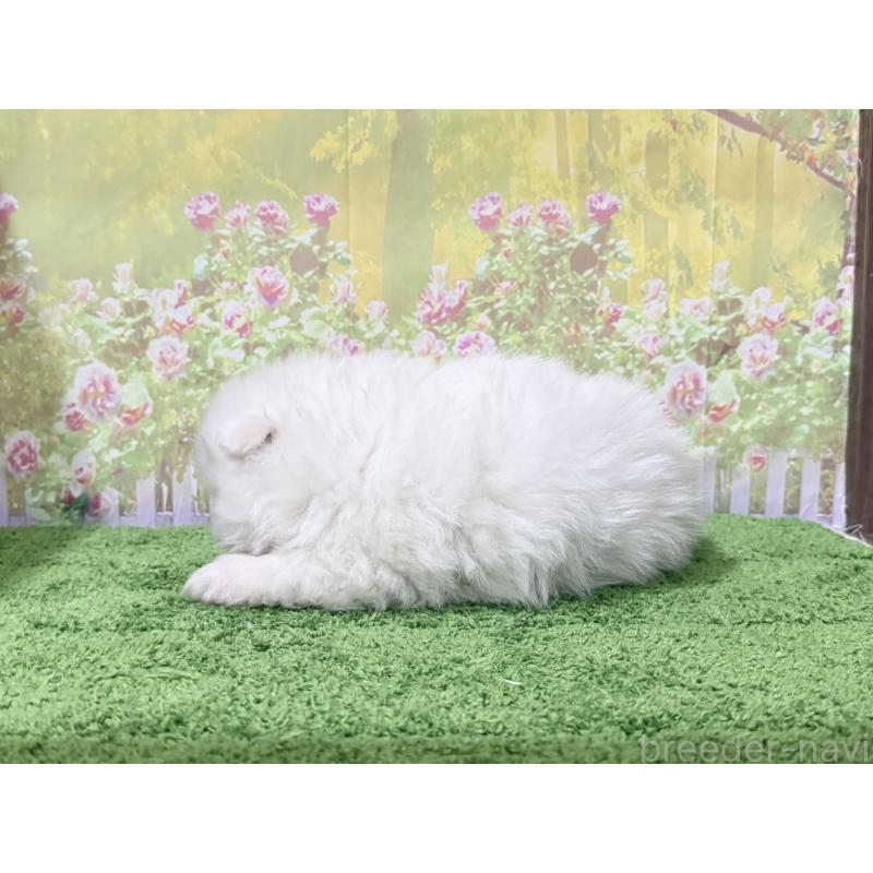 販売中の埼玉県のポメラニアン-423418の3枚目