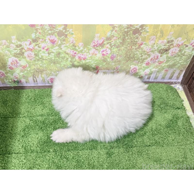 販売中の埼玉県のポメラニアン-423418の2枚目