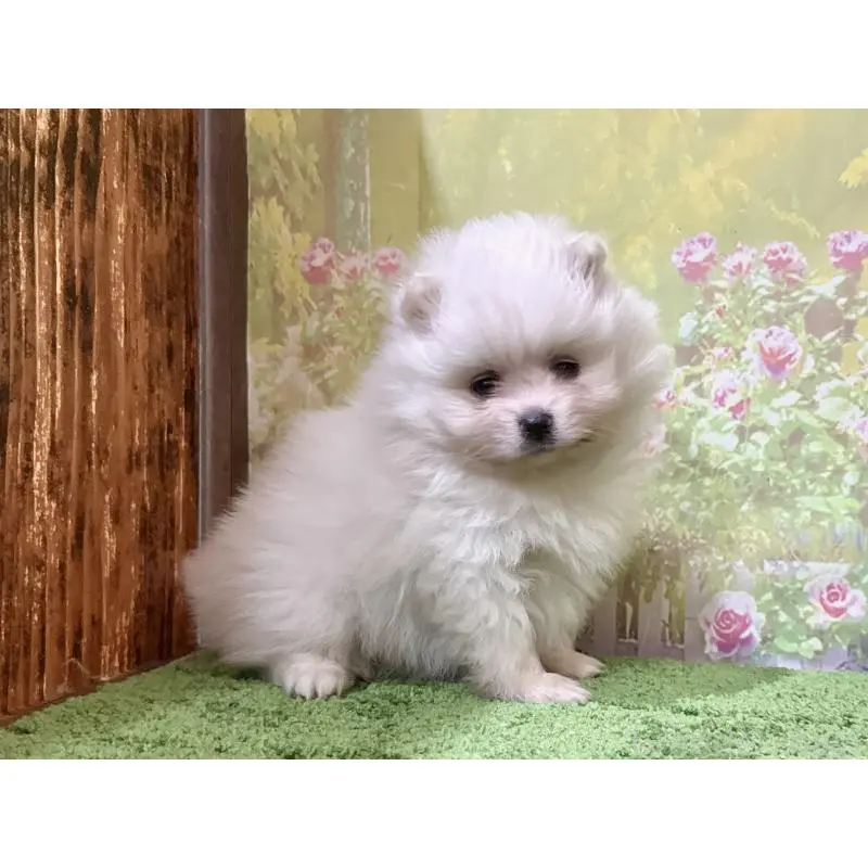 販売中の埼玉県のポメラニアン-423419の4枚目