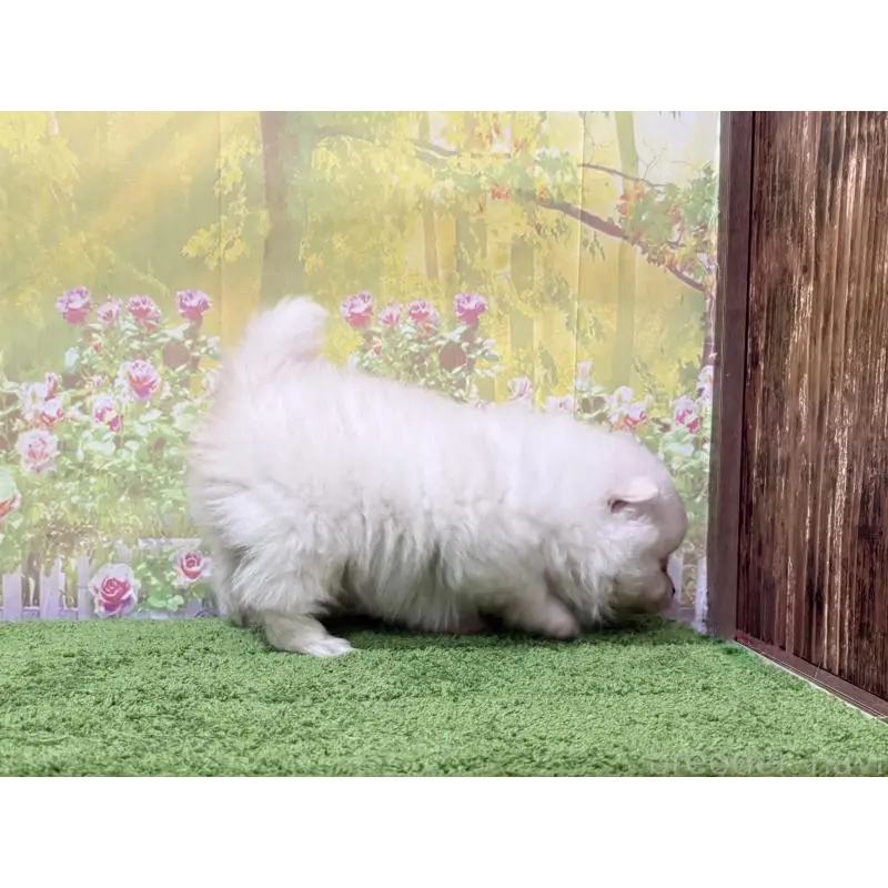 販売中の埼玉県のポメラニアン-423419の3枚目