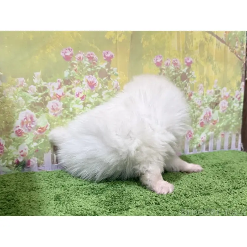 販売中の埼玉県のポメラニアン-423419の2枚目