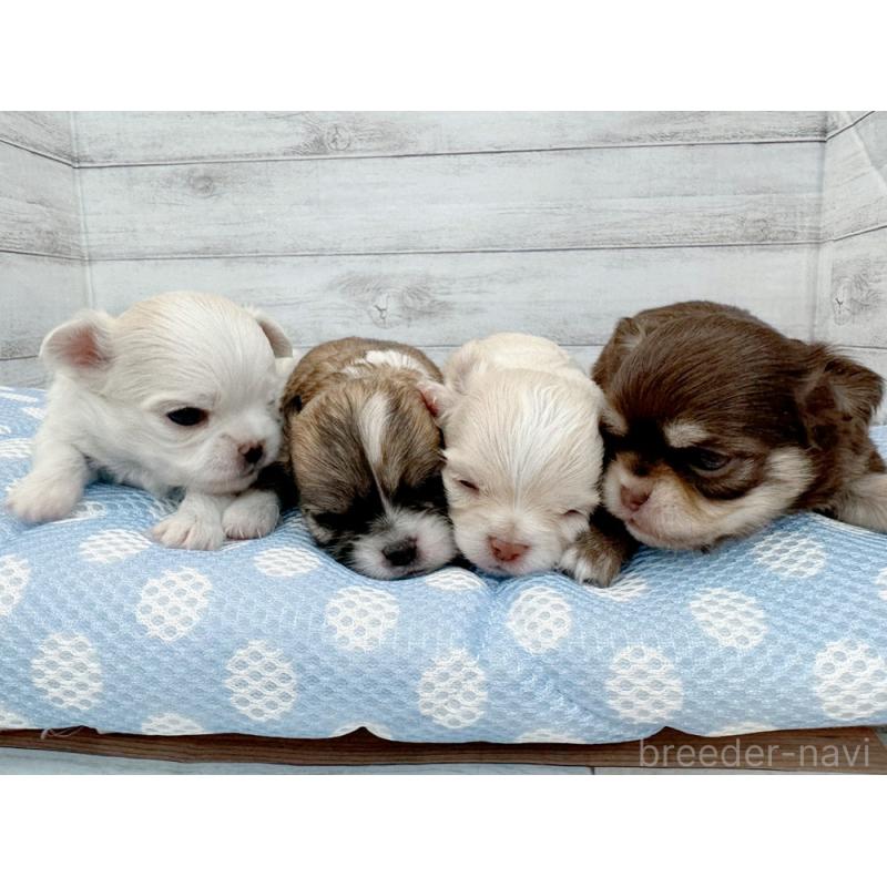 販売中の新潟県のチワワ(ロングコート)-423601の2枚目