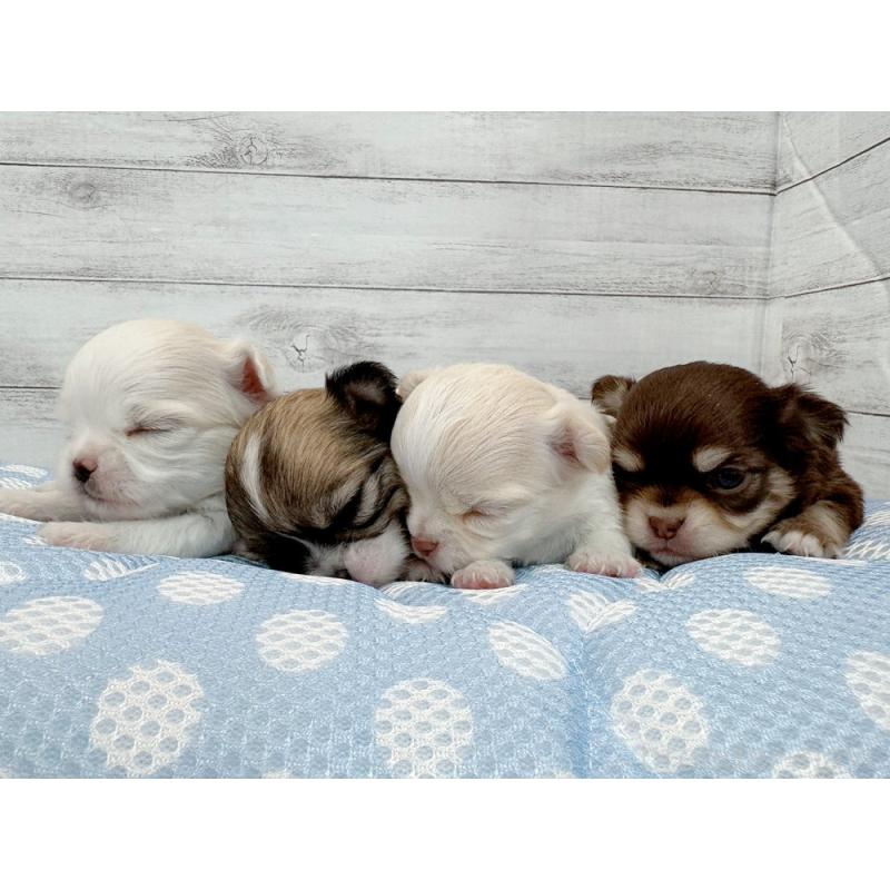 販売中の新潟県のチワワ(ロングコート)-423601の3枚目