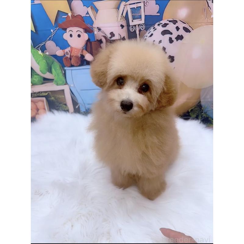 販売中の愛知県のティーカッププードル-393759の8枚目