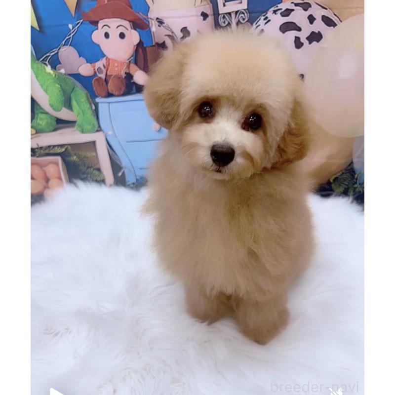 販売中の愛知県のティーカッププードル-393759の7枚目