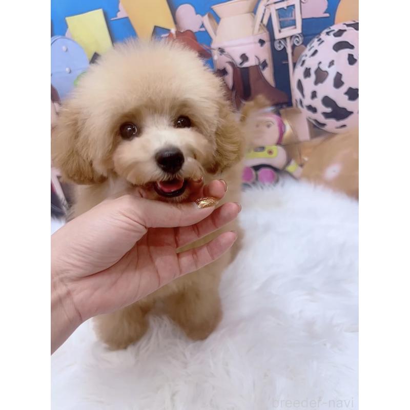 販売中の愛知県のティーカッププードル-393759の6枚目