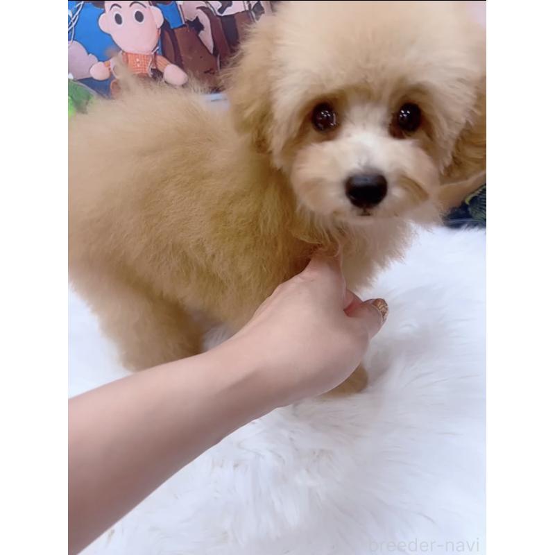 販売中の愛知県のティーカッププードル-393759の5枚目