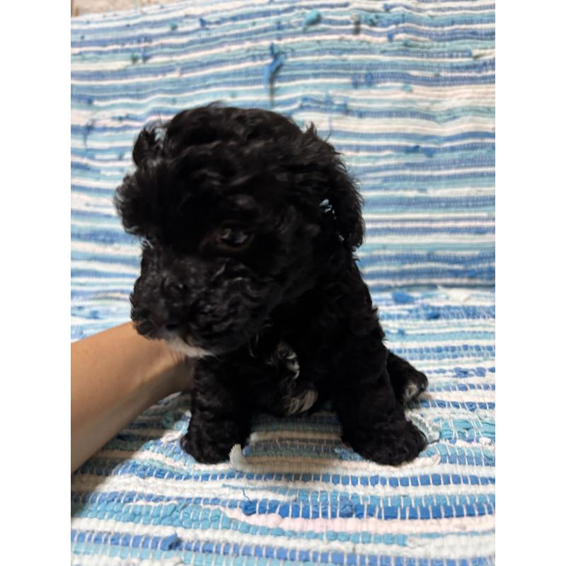 販売中の宮崎県のマルプー:マルチーズ×トイプードル-423603の3枚目