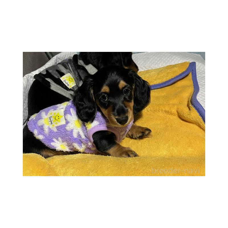 販売中の兵庫県のミニチュアダックスフンド(ロングヘアード)-423604の6枚目