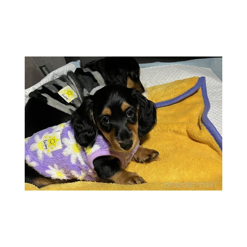 販売中の兵庫県のミニチュアダックスフンド(ロングヘアード)-423604の7枚目