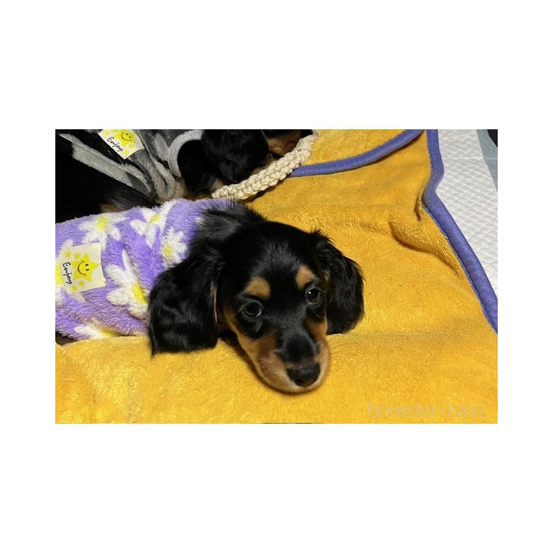 販売中の兵庫県のミニチュアダックスフンド(ロングヘアード)-423604の5枚目