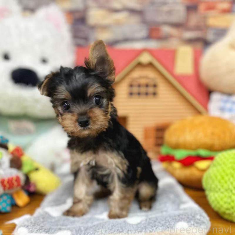 販売中の東京都のヨークシャーテリア-423617の1枚目