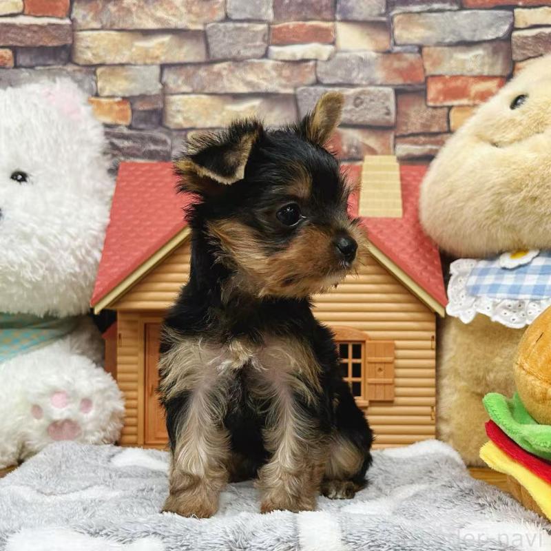 販売中の東京都のヨークシャーテリア-423617の7枚目