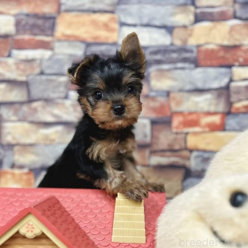 販売中の東京都のヨークシャーテリア-423617の6枚目