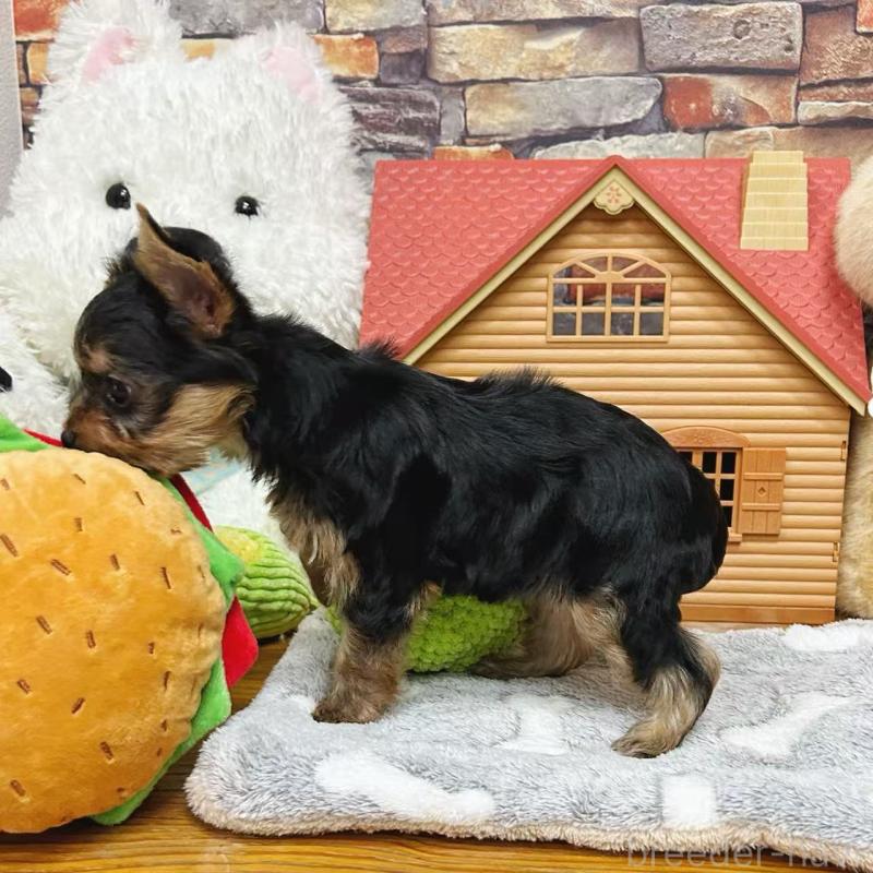 販売中の東京都のヨークシャーテリア-423617の5枚目