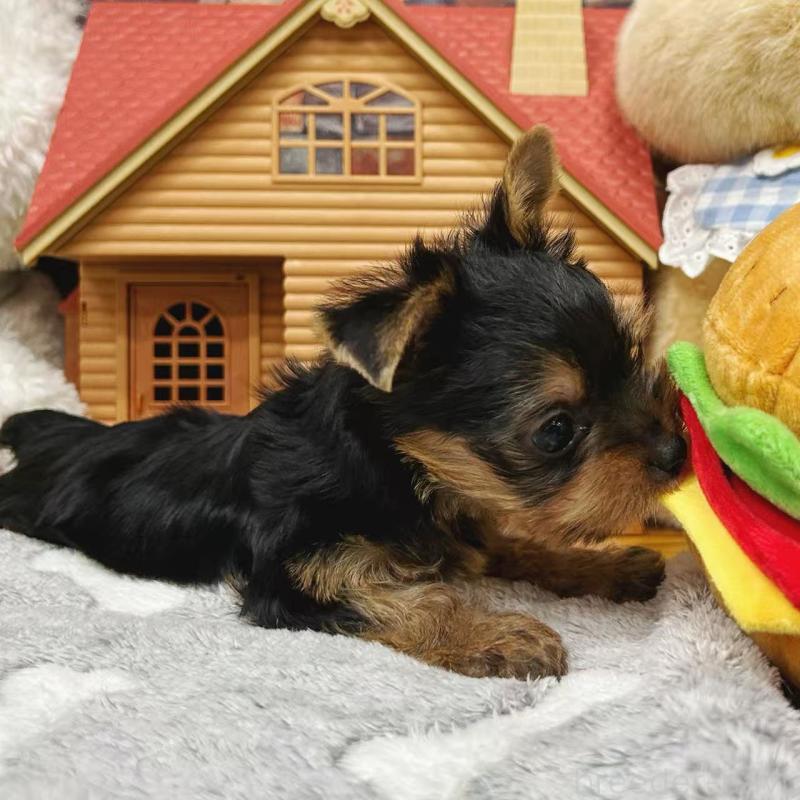 販売中の東京都のヨークシャーテリア-423617の4枚目