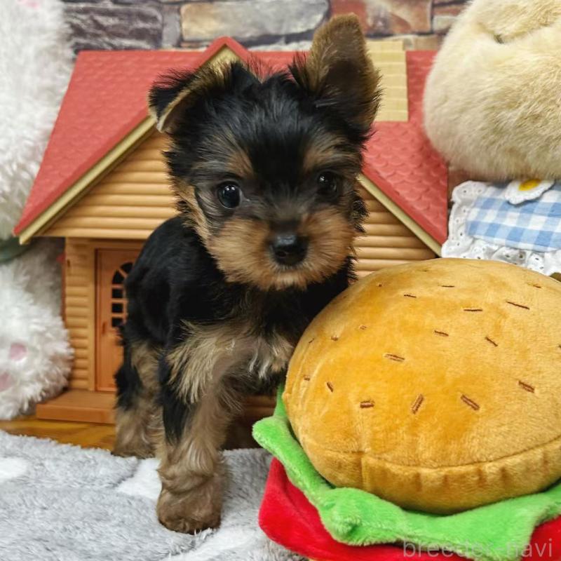 販売中の東京都のヨークシャーテリア-423617の3枚目