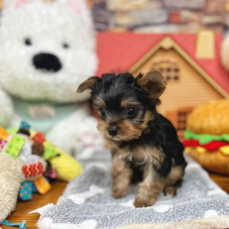 販売中の東京都のヨークシャーテリア-423617の2枚目